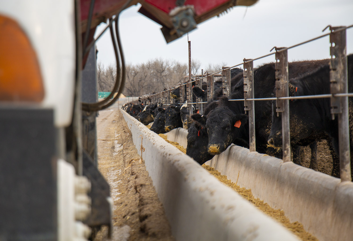 beef study1 industry study